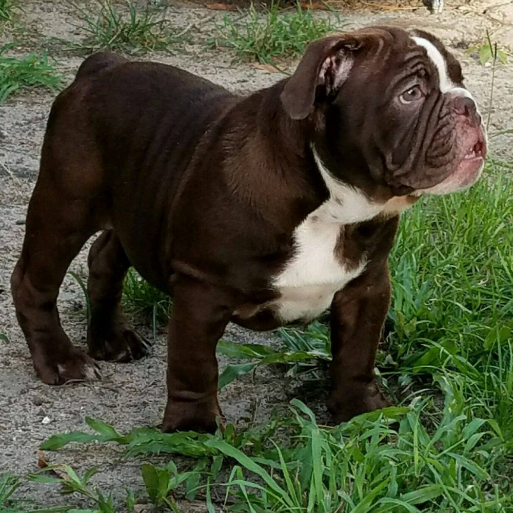 bulldog akc standard