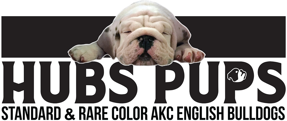 Hubs Pups | Standard & Rare Color AKC English Bulldogs