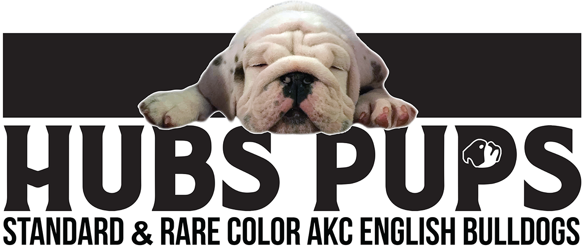 rare english bulldogs for sale